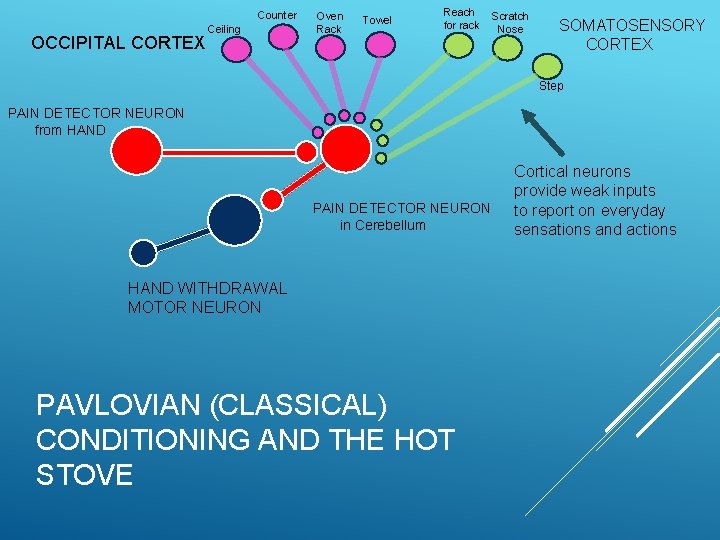 Counter OCCIPITAL CORTEX Ceiling Oven Rack Towel Reach for rack Scratch Nose SOMATOSENSORY CORTEX