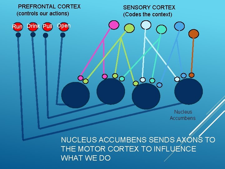 PREFRONTAL CORTEX (controls our actions) SENSORY CORTEX (Codes the context) Run Drink Pull Open