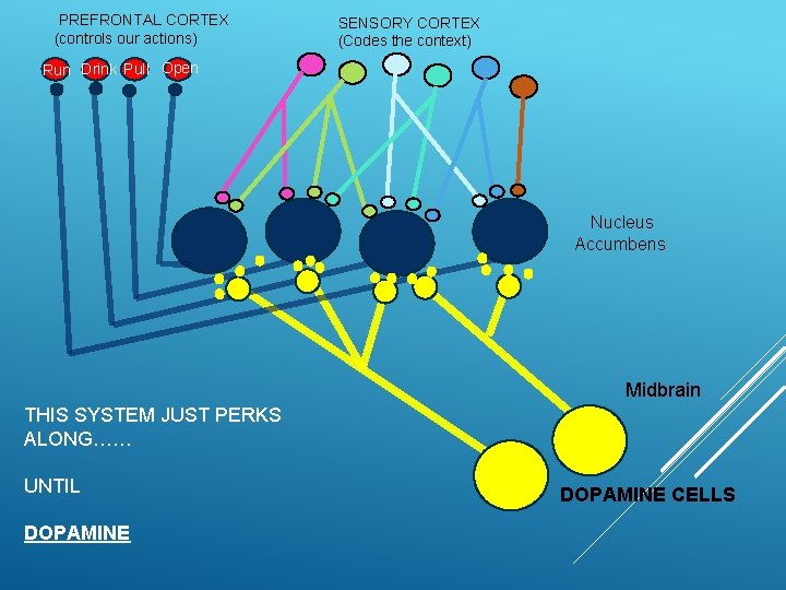 PREFRONTAL CORTEX (controls our actions) SENSORY CORTEX (Codes the context) Run Drink Pull Open
