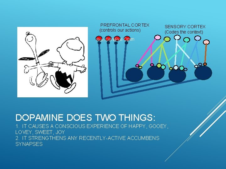 PREFRONTAL CORTEX (controls our actions) SENSORY CORTEX (Codes the context) Run Drink. Pull Open