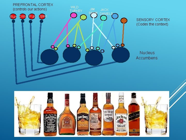 PREFRONTAL CORTEX (controls our actions) Run Drink Pull Open WILD TURKEY JIM JACK BEAM