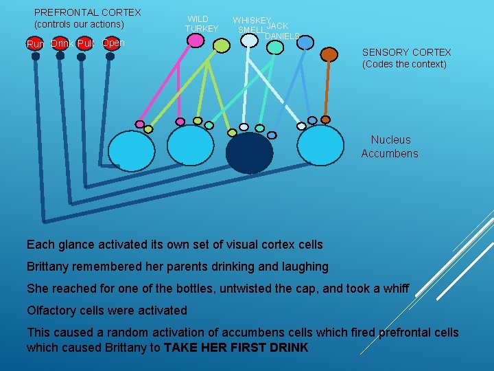 PREFRONTAL CORTEX (controls our actions) WILD TURKEY Run Drink Pull Open WHISKEY SMELL JACK