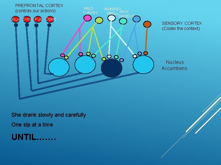 PREFRONTAL CORTEX (controls our actions) WILD TURKEY Run Drink Pull Open WHISKEY SMELL JACK