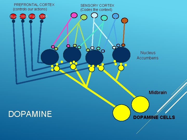 PREFRONTAL CORTEX (controls our actions) SENSORY CORTEX (Codes the context) Run Drink Pull Open