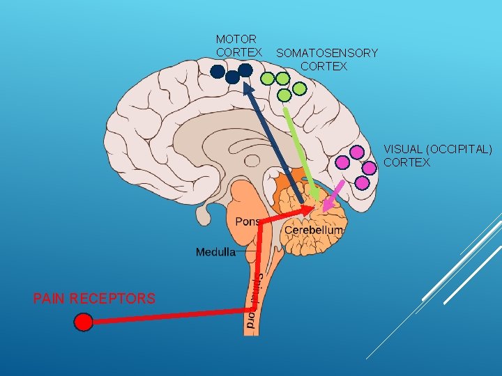 MOTOR CORTEX SOMATOSENSORY CORTEX VISUAL (OCCIPITAL) CORTEX PAIN RECEPTORS 