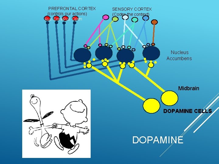 PREFRONTAL CORTEX (controls our actions) Run Drink. Pull Open SENSORY CORTEX (Codes the context)
