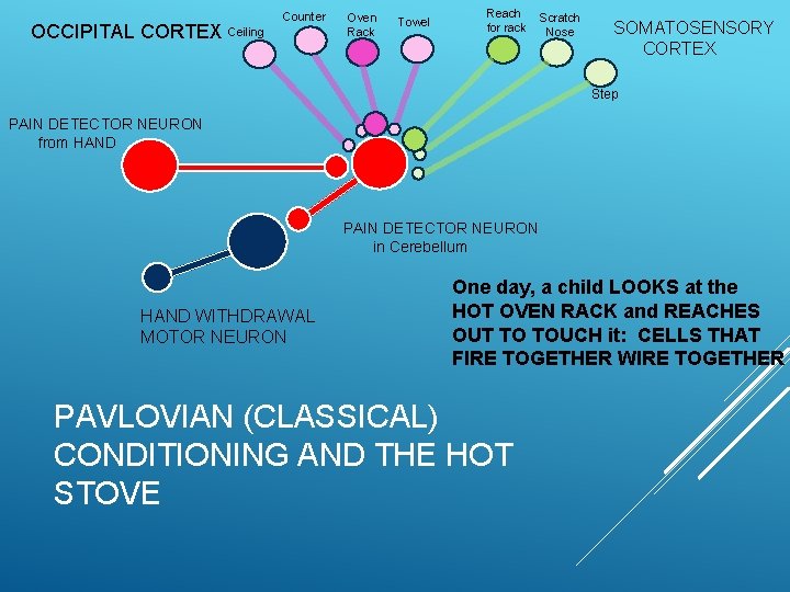 OCCIPITAL CORTEX Ceiling Counter Oven Rack Towel Reach for rack Scratch Nose SOMATOSENSORY CORTEX