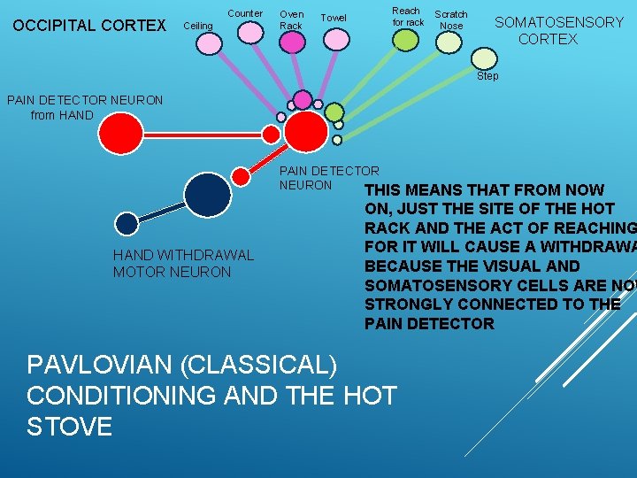 OCCIPITAL CORTEX Counter Ceiling Oven Rack Towel Reach for rack Scratch Nose SOMATOSENSORY CORTEX