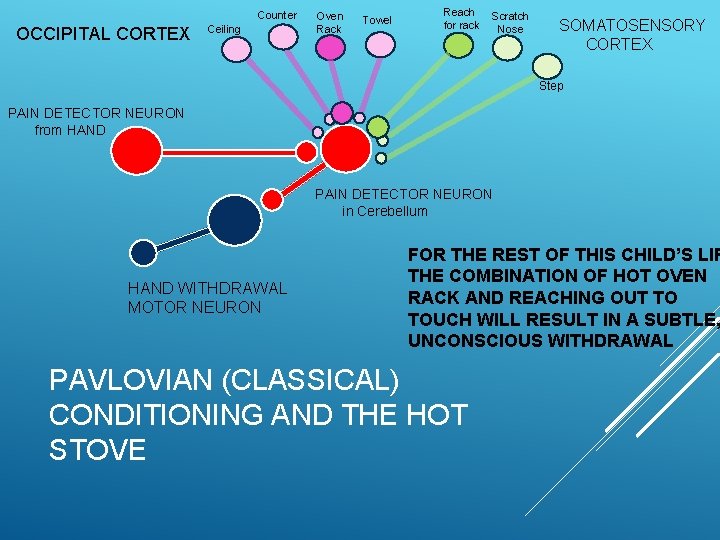 Counter OCCIPITAL CORTEX Ceiling Oven Rack Towel Reach for rack Scratch Nose SOMATOSENSORY CORTEX