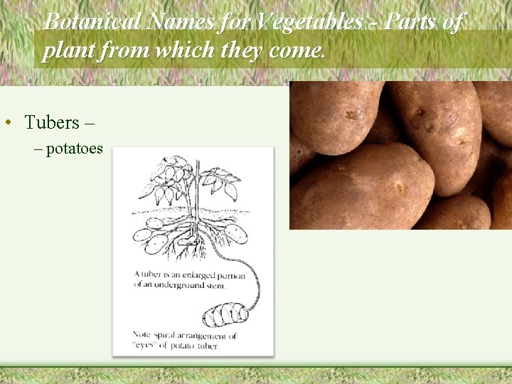 Botanical Names for Vegetables - Parts of plant from which they come. • Tubers