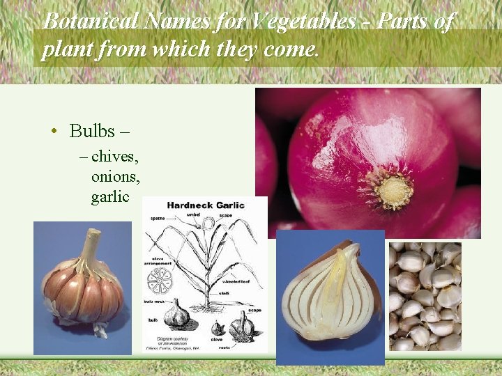 Botanical Names for Vegetables - Parts of plant from which they come. • Bulbs