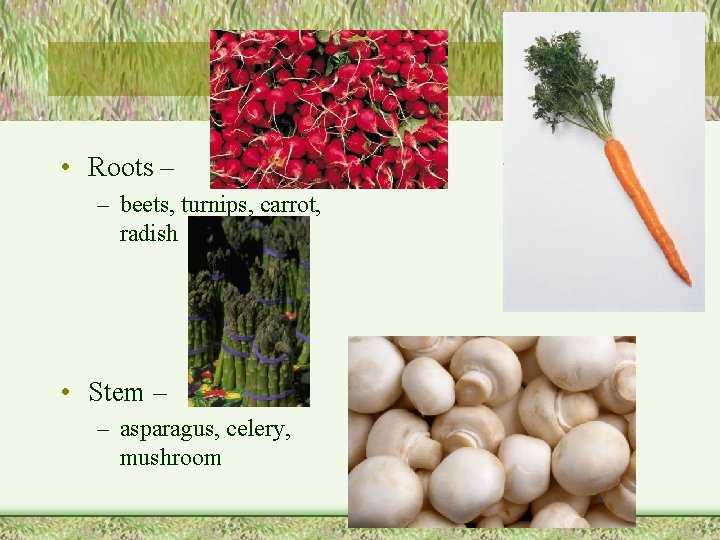  • Roots – – beets, turnips, carrot, radish • Stem – – asparagus,