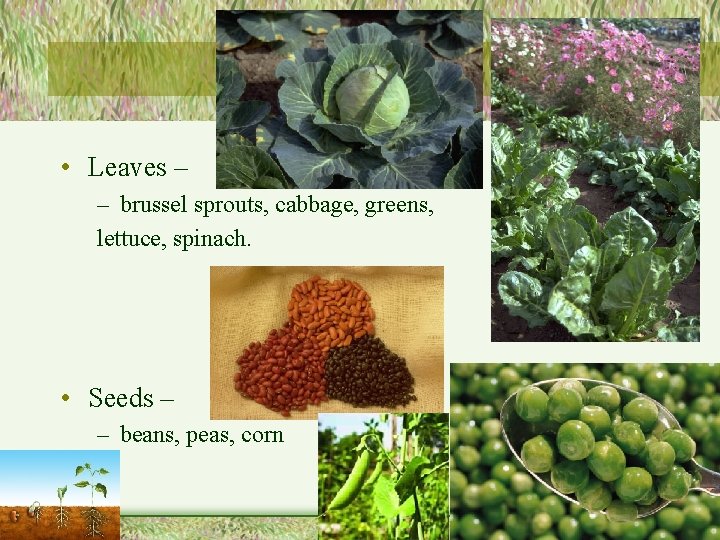  • Leaves – – brussel sprouts, cabbage, greens, lettuce, spinach. • Seeds –