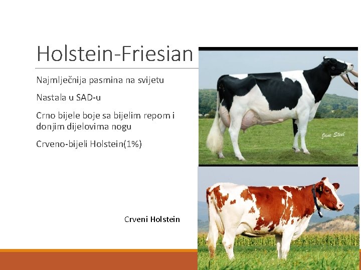 Holstein-Friesian Najmlječnija pasmina na svijetu Nastala u SAD-u Crno bijele boje sa bijelim repom