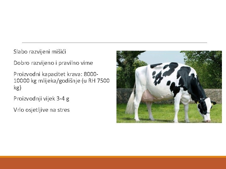 Slabo razvijeni mišići Dobro razvijeno i pravilno vime Proizvodni kapacitet krava: 800010000 kg mlijeka/godišnje