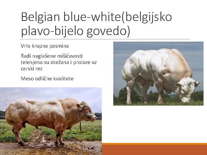 Belgian blue-white(belgijsko plavo-bijelo govedo) Vrlo krupna pasmina Radi naglašene mišićavosti telenjena su otežana i