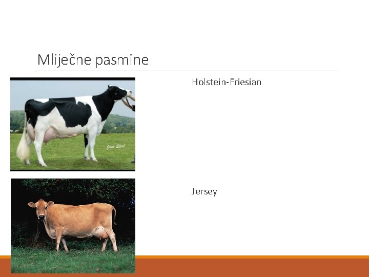 Mliječne pasmine Holstein-Friesian Jersey 