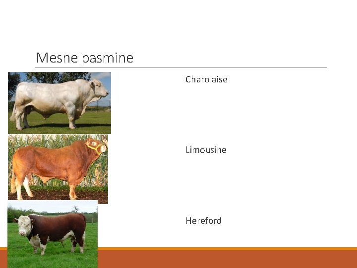 Mesne pasmine Charolaise Limousine Hereford 