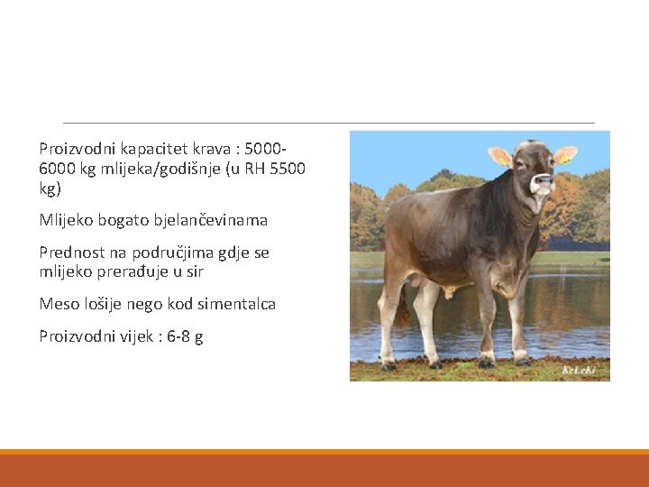 Proizvodni kapacitet krava : 50006000 kg mlijeka/godišnje (u RH 5500 kg) Mlijeko bogato bjelančevinama
