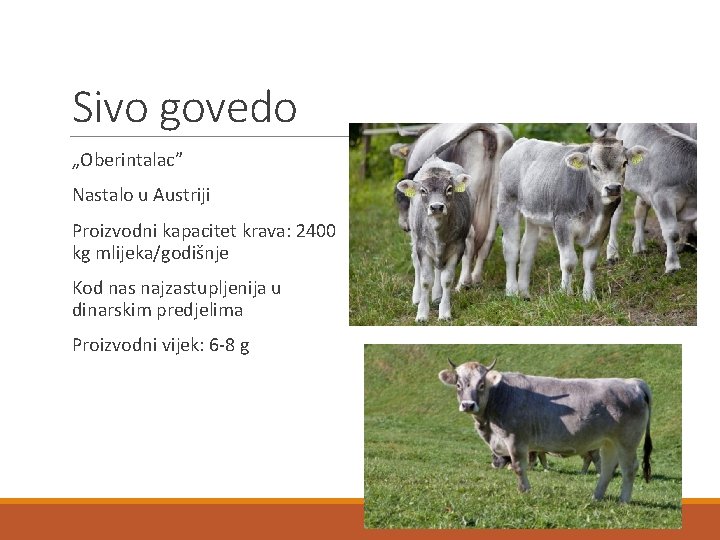 Sivo govedo „Oberintalac” Nastalo u Austriji Proizvodni kapacitet krava: 2400 kg mlijeka/godišnje Kod nas
