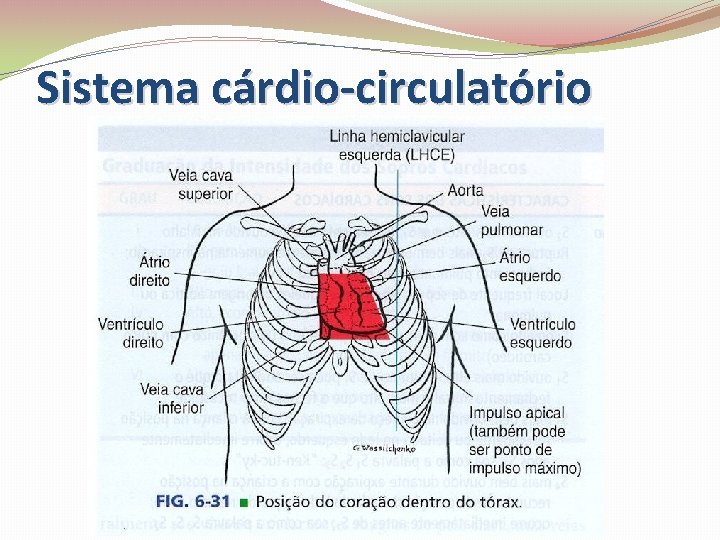 Sistema cárdio-circulatório 