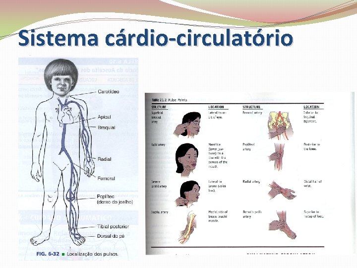 Sistema cárdio-circulatório 