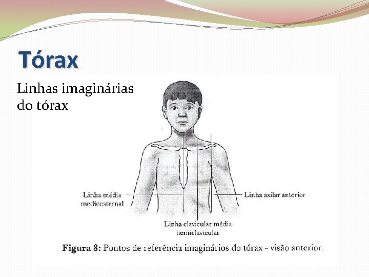 Tórax Linhas imaginárias do tórax 