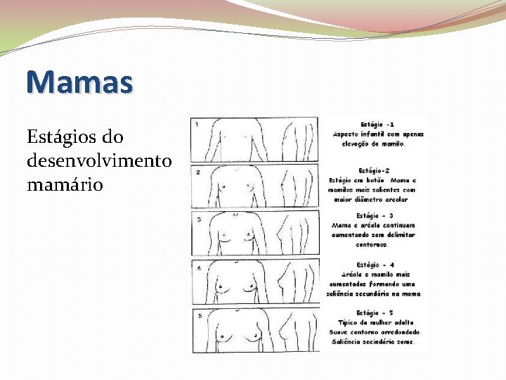Mamas Estágios do desenvolvimento mamário 