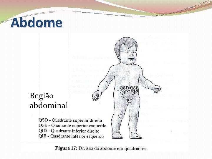 Abdome Região abdominal 