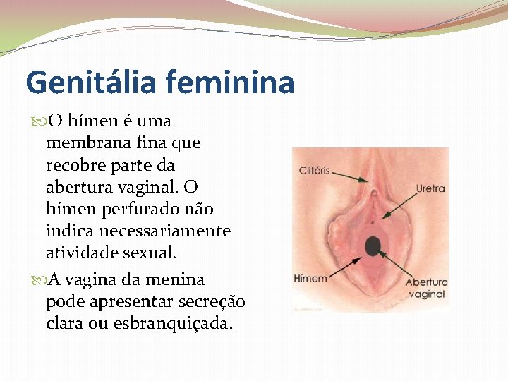 Genitália feminina O hímen é uma membrana fina que recobre parte da abertura vaginal.