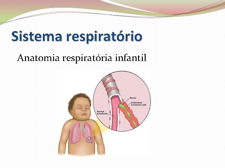 Sistema respiratório Anatomia respiratória infantil 