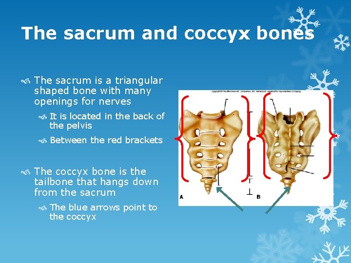 Bones Miss Ulrich Cartilage Connective tissue Most of