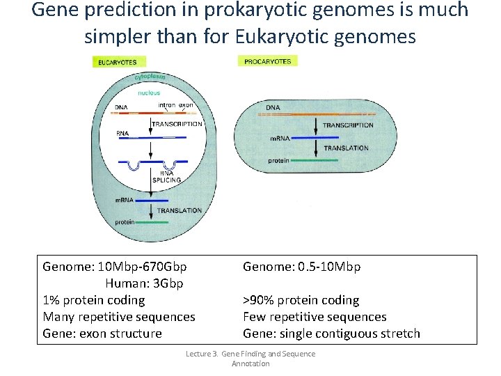 Gene prediction in prokaryotic genomes is much simpler than for Eukaryotic genomes Genome: 10