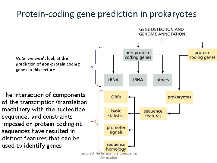 Protein-coding gene prediction in prokaryotes Note: we won’t look at the prediction of non-protein