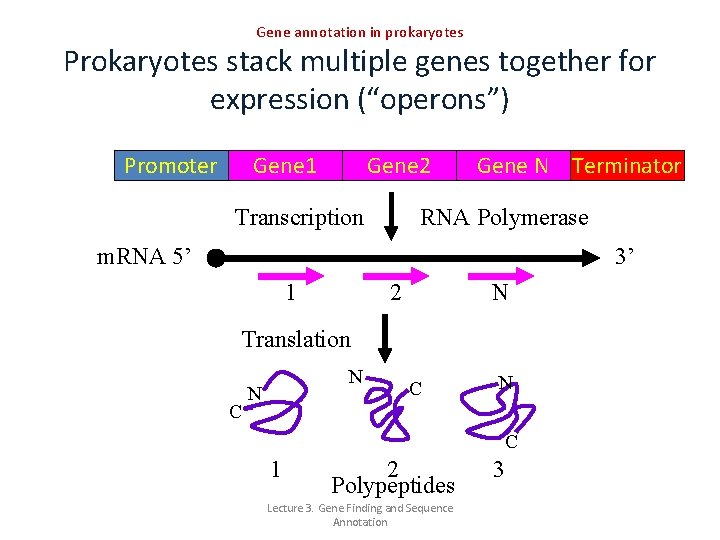 Gene annotation in prokaryotes Prokaryotes stack multiple genes together for expression (“operons”) Promoter Gene