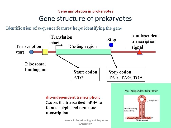 Gene annotation in prokaryotes Gene structure of prokaryotes Identification of sequence features helps identifying