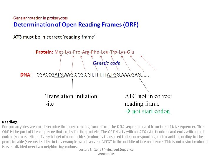 Readings, For prokaryotes we can determine the open reading frame from the DNA sequence