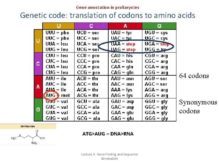 Gene annotation in prokaryotes Genetic code: translation of codons to amino acids 64 codons