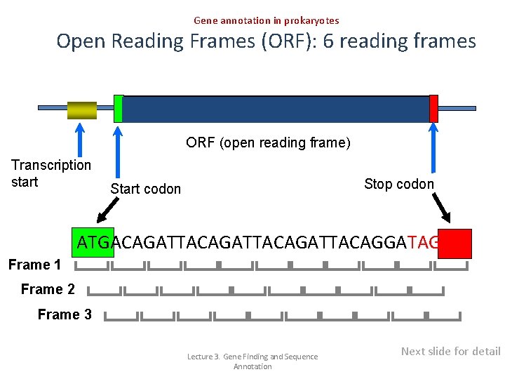 Difference Gene And Open Reading Frame | Webframes.org