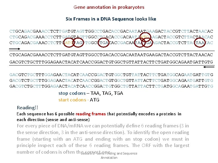 Gene annotation in prokaryotes Six Frames in a DNA Sequence looks like CTGCAGACGAAACCTCTTGATGTAGTTGGCCTGACACCGACAATAATGAAGACTACCGTCTTACTAACAC GACGTCTGCTTTGGAGAACTACATCAACCGGACTGTGGCTGTTATTACTTCTGATGGCAGAATGATTGTG