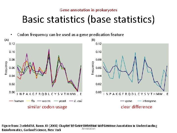 Gene annotation in prokaryotes Basic statistics (base statistics) • Codon frequency can be used