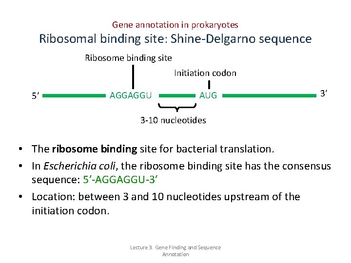 Gene annotation in prokaryotes Ribosomal binding site: Shine-Delgarno sequence Ribosome binding site Initiation codon