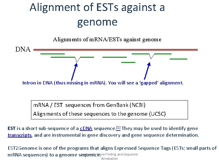 Alignment of ESTs against a genome Alignments of m. RNA/ESTs against genome DNA Intron