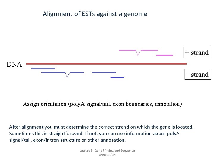 Alignment of ESTs against a genome + strand DNA - strand Assign orientation (poly.