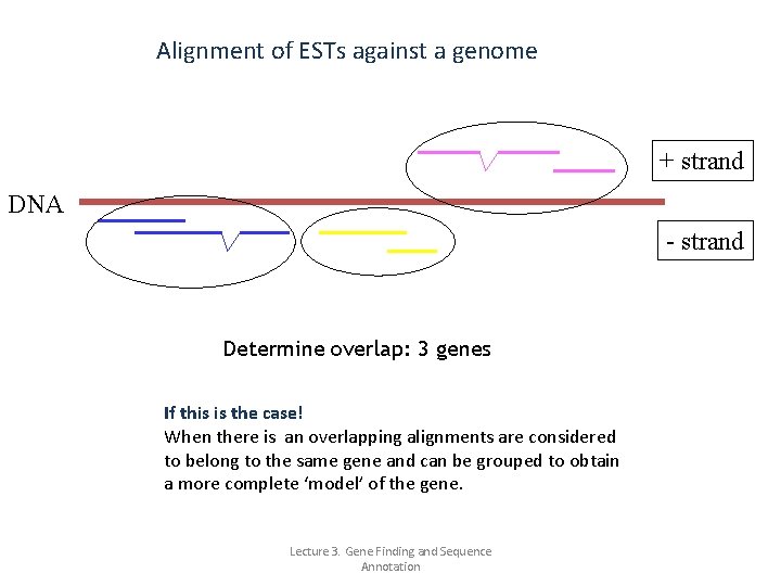 Alignment of ESTs against a genome + strand DNA - strand Determine overlap: 3