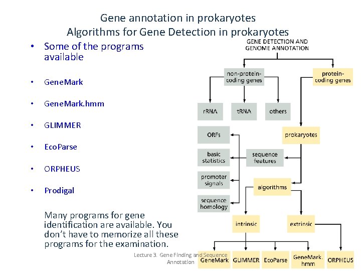 Gene annotation in prokaryotes Algorithms for Gene Detection in prokaryotes • Some of the