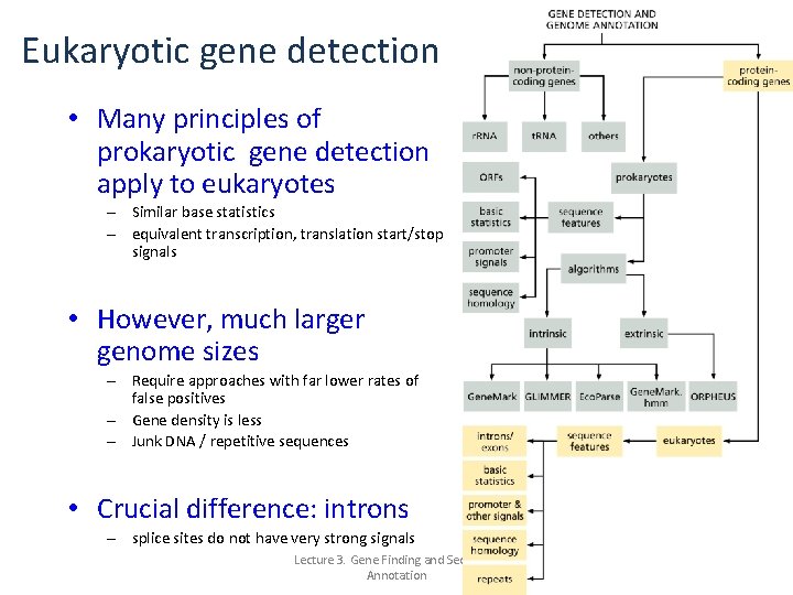 Eukaryotic gene detection • Many principles of prokaryotic gene detection apply to eukaryotes –