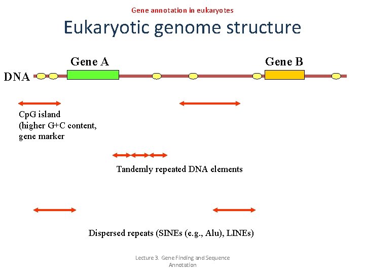 Gene annotation in eukaryotes Eukaryotic genome structure Gene A Gene B DNA Cp. G