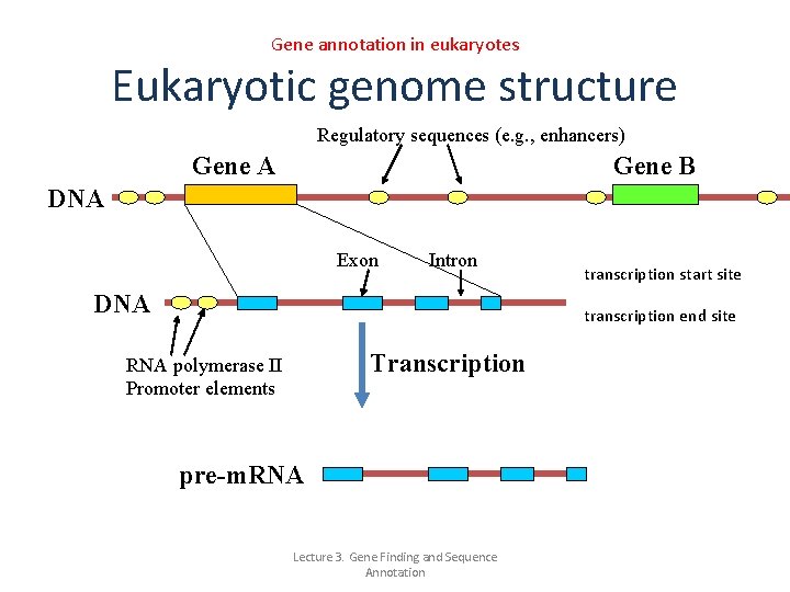 Gene annotation in eukaryotes Eukaryotic genome structure Regulatory sequences (e. g. , enhancers) Gene