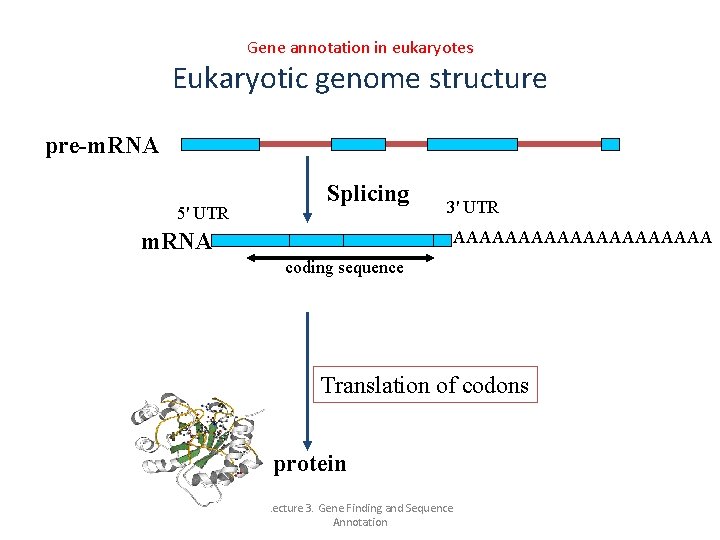 Gene annotation in eukaryotes Eukaryotic genome structure pre-m. RNA 5' UTR Splicing 3' UTR